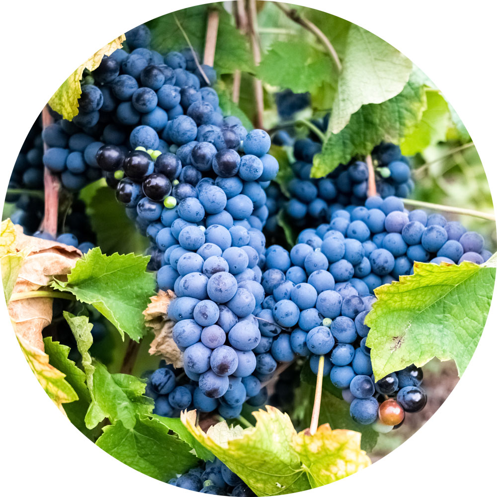 Le Resveratrol
