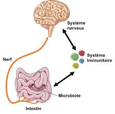 Système immunitaire